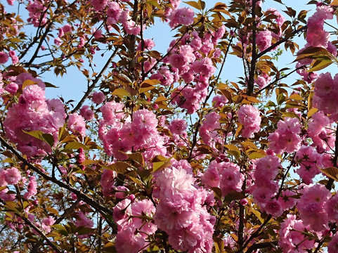 武汉东湖磨山樱园-武汉市必去景点