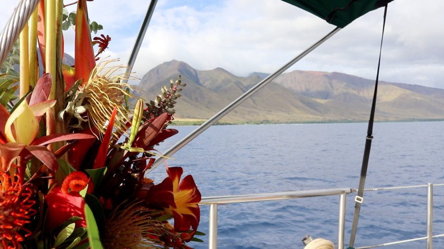 Island Star Excursions-怀露库必去景点