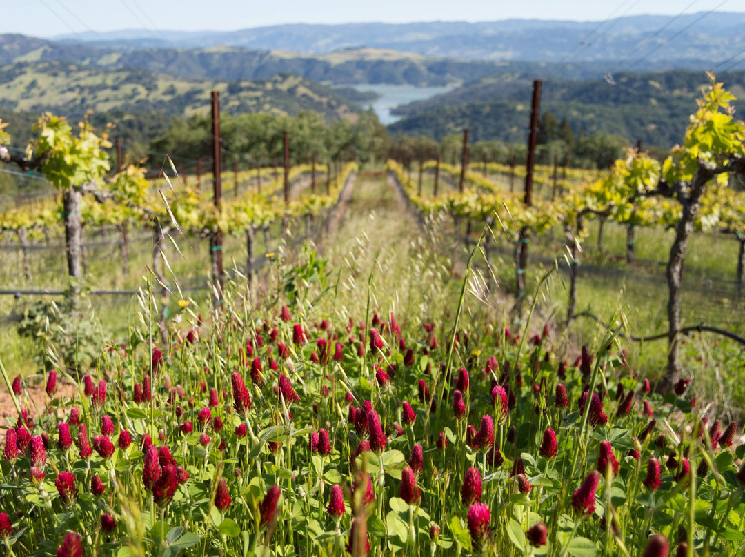 Gustafson Family Vineyard景点图片