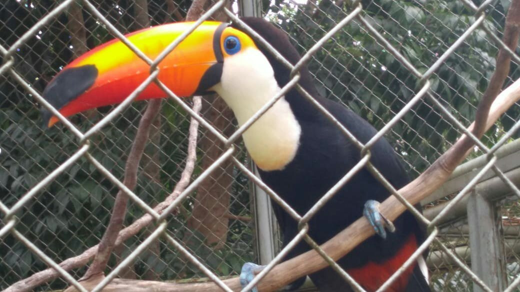 Zoológico Manaus Tropical-玛瑙斯必去景点