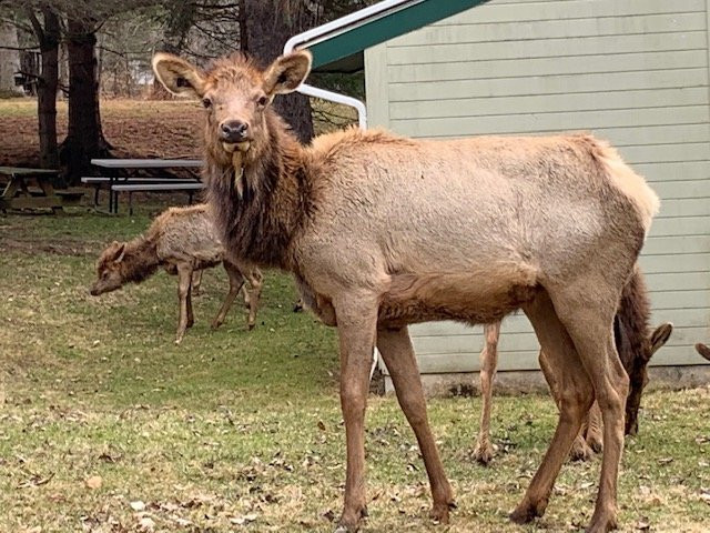Elk Country Visitor Center景点图片