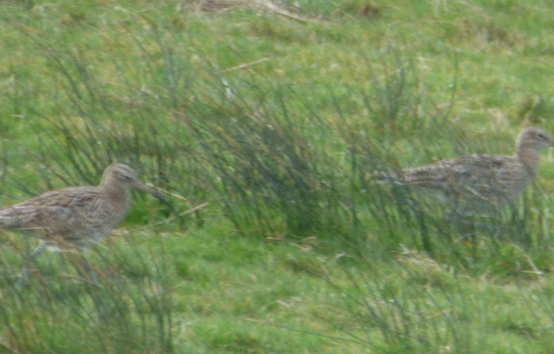 RSPB Isley Marsh-巴恩斯特珀尔必去景点