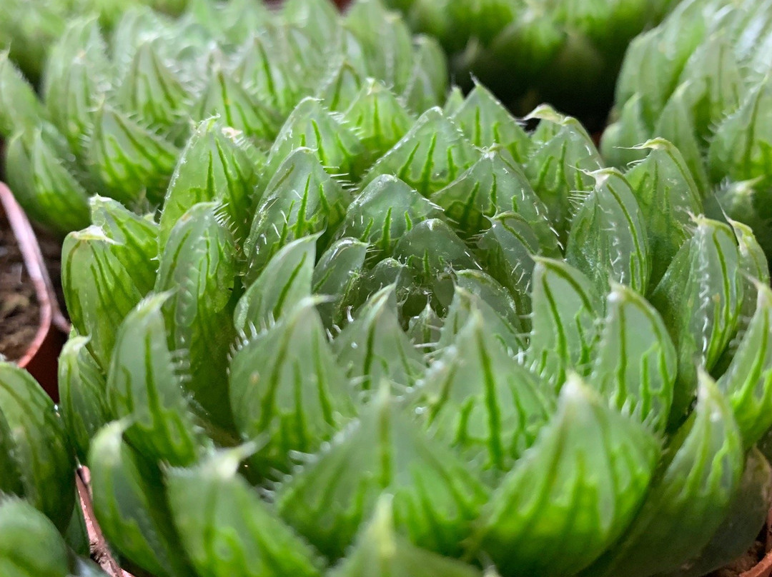 呈贡县旅游攻略图片