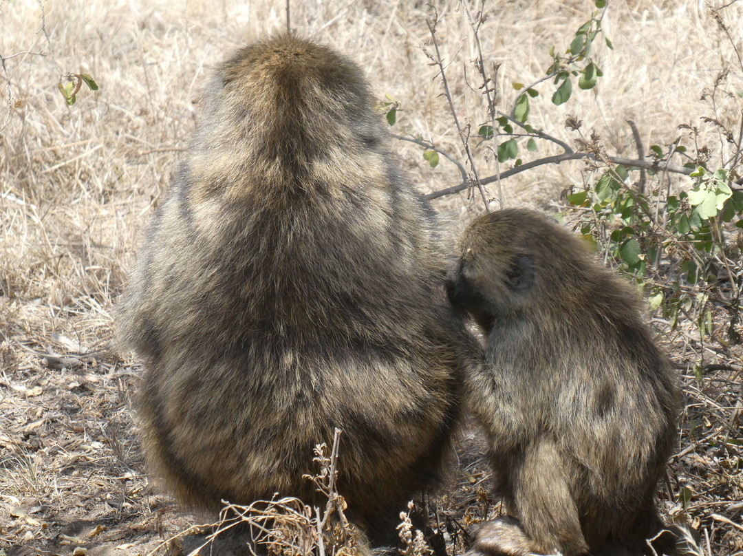 Baboons & Vervits-纳库鲁湖国家公园必去景点