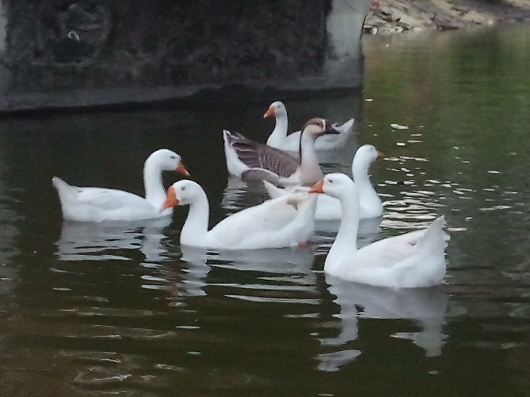 Vanganga Lake Garden-锡尔瓦萨必去景点