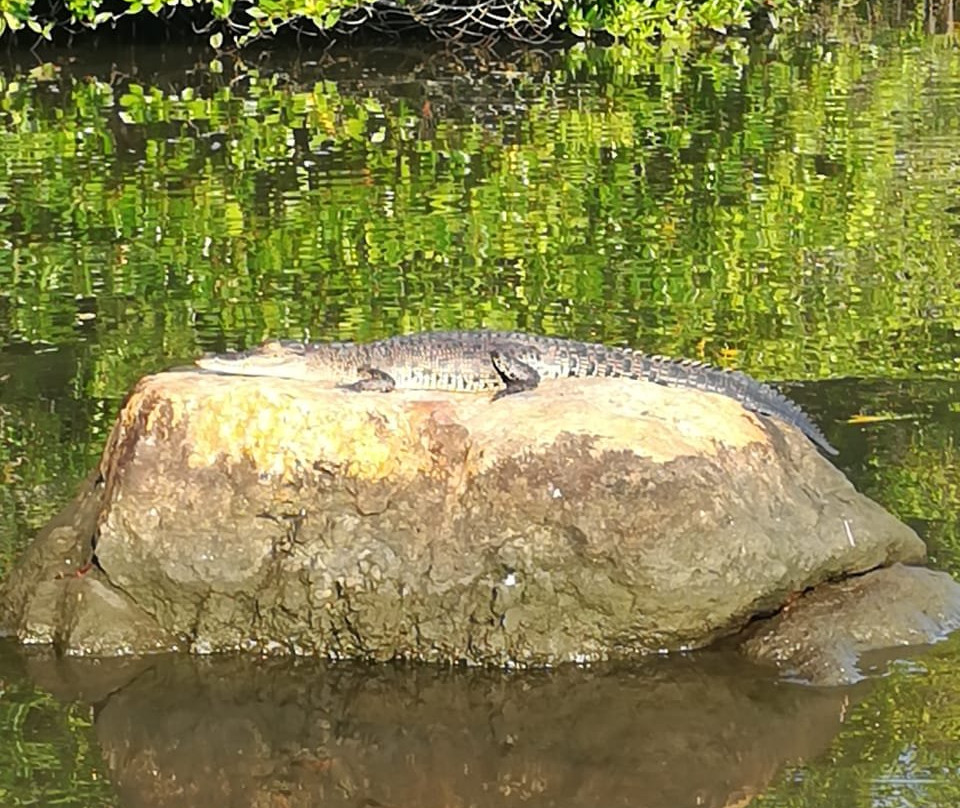 Bentota River-班托塔必去景点