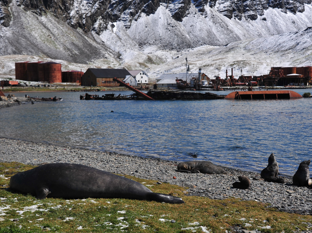 Grytviken Whaling Station-Grytviken必去景点