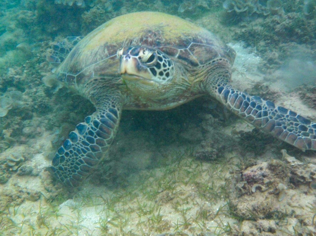 Turtle Bay Activities-瓦勒迦玛必去景点