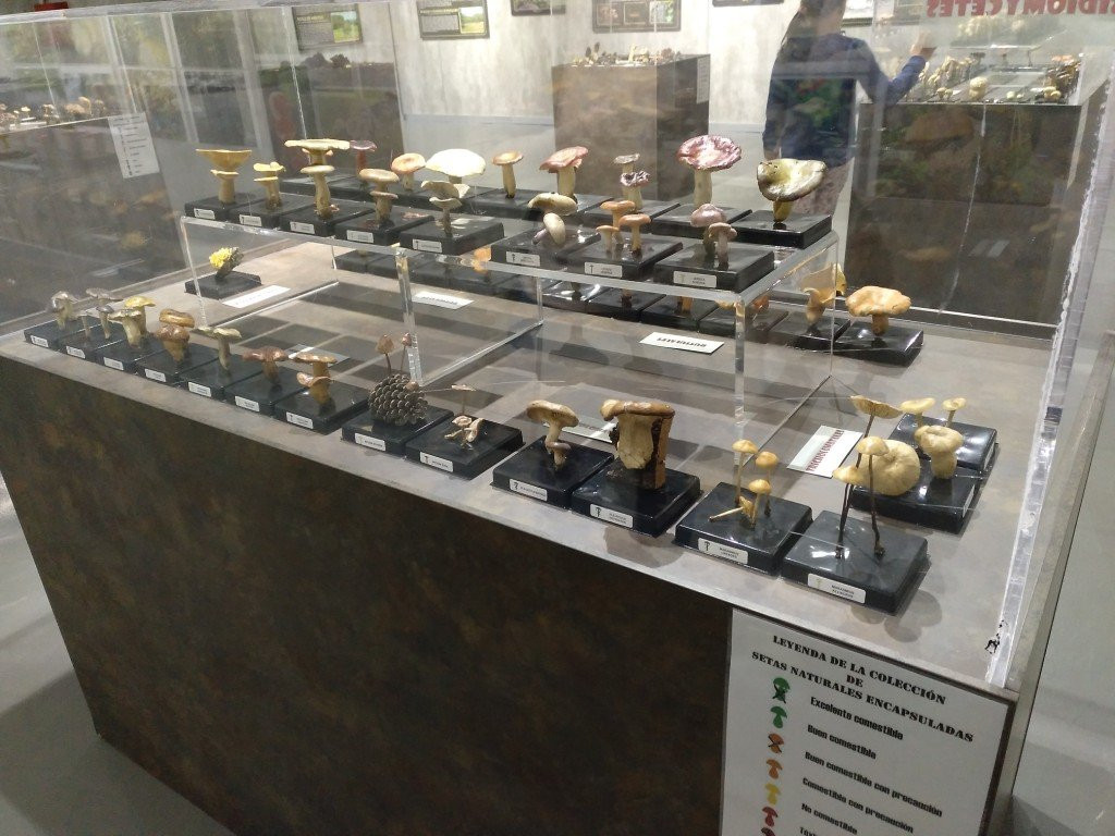 Museo de la Biodiversidad景点图片