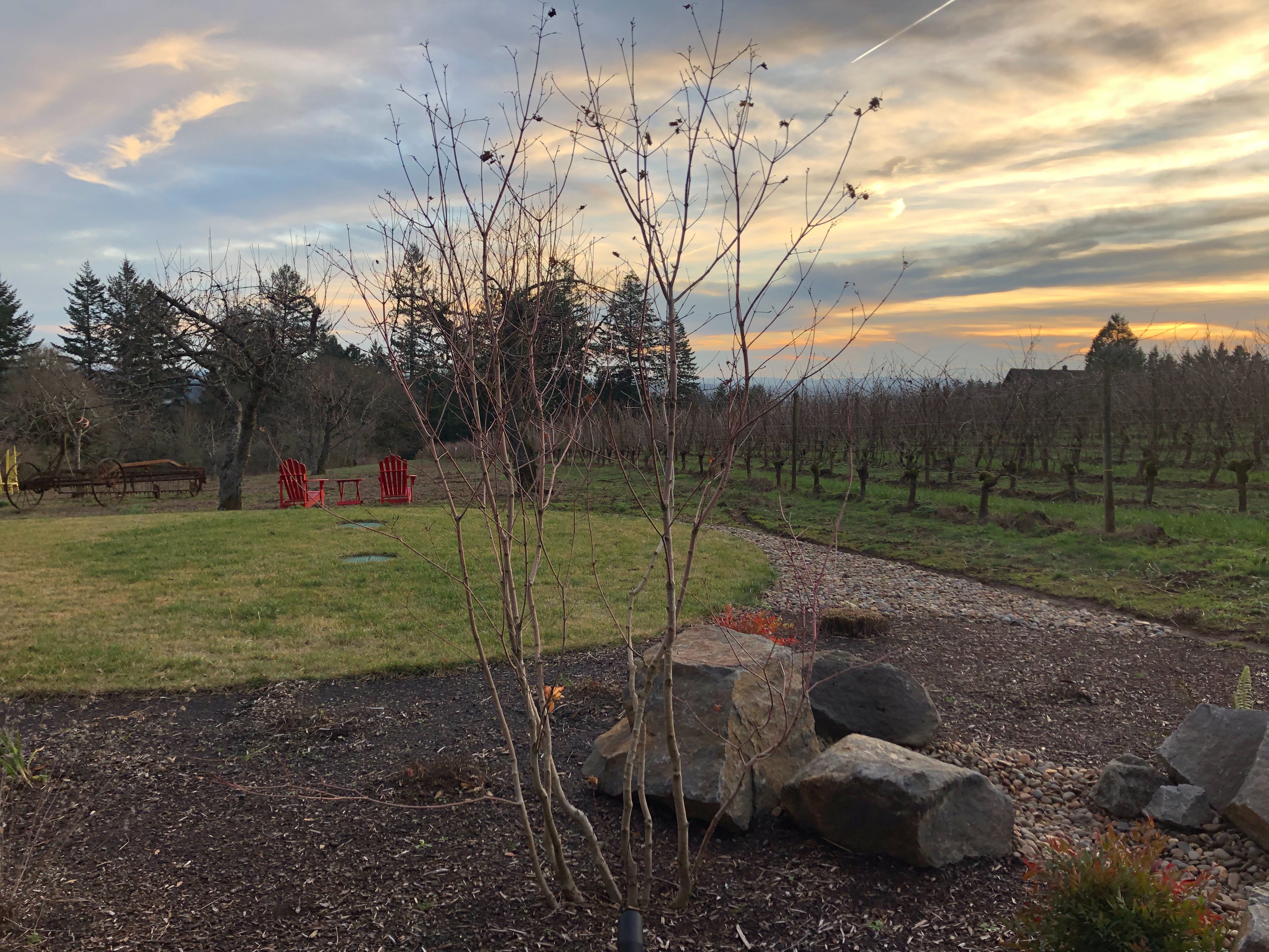 Vineyard View Inn-酒店景观