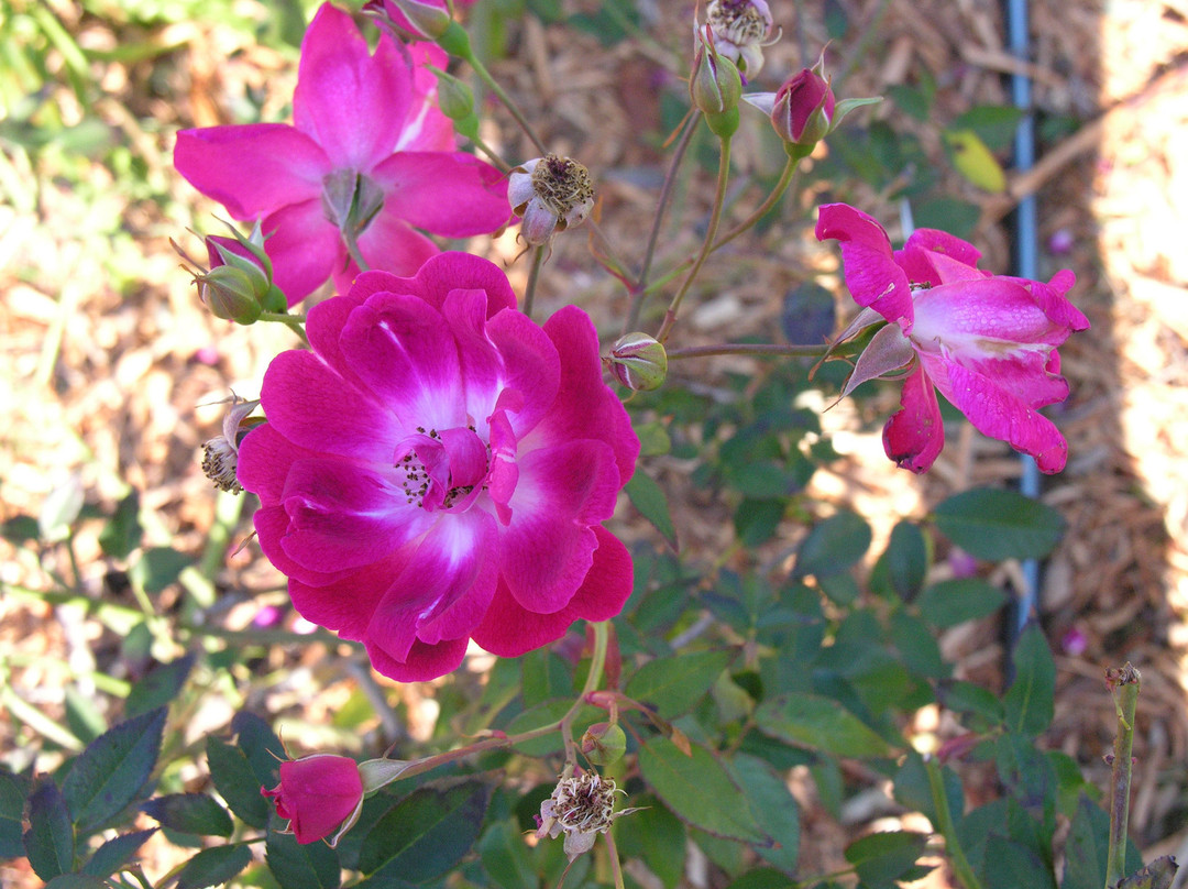 Waterville-佩吉特教区必去景点