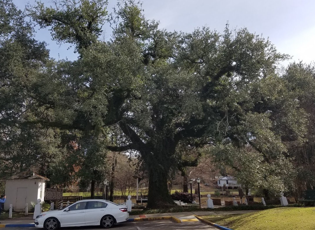 Evangeline Oak-Saint Martinville必去景点