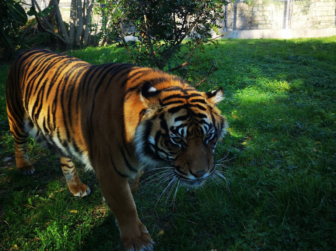 Lo Zoo di Napoli-那不勒斯必去景点