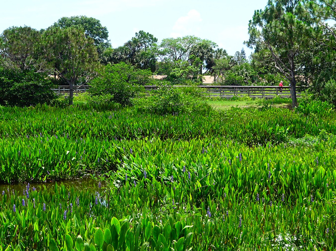 Wakodahatchee Wetlands-德拉海滩必去景点