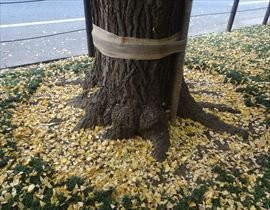 Jingu Gaien Ginkgo Tree-lined Street景点图片