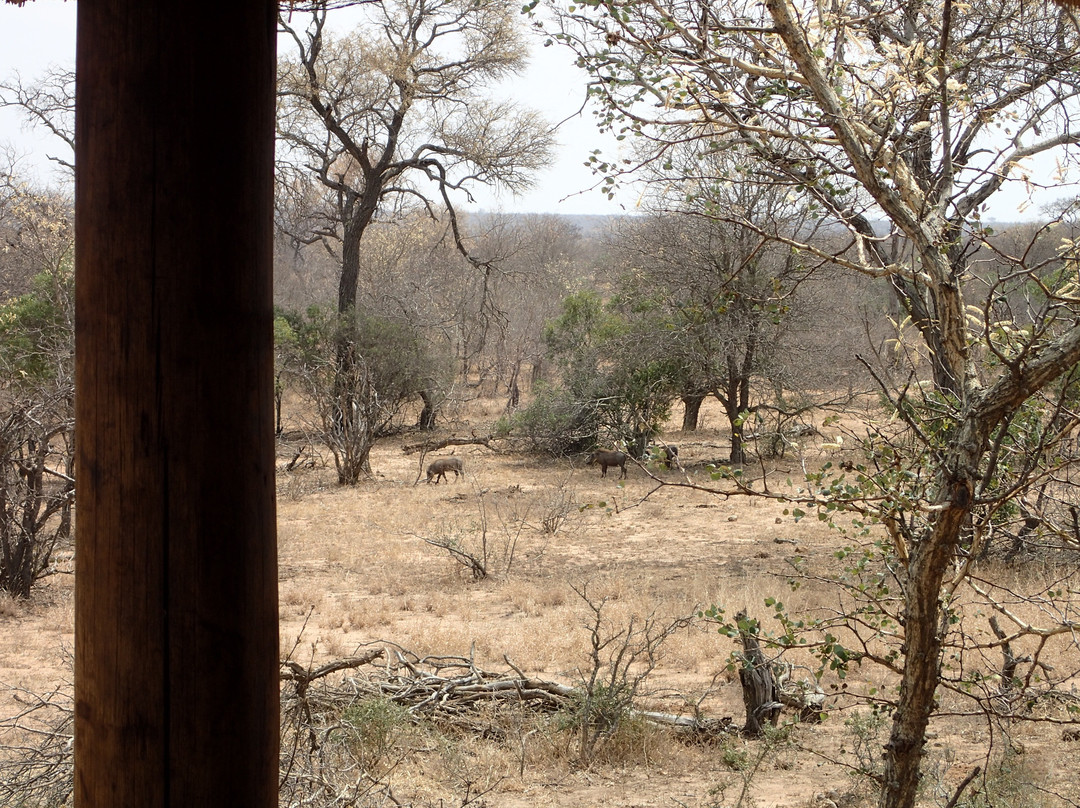 nThambo Tree Camp主图