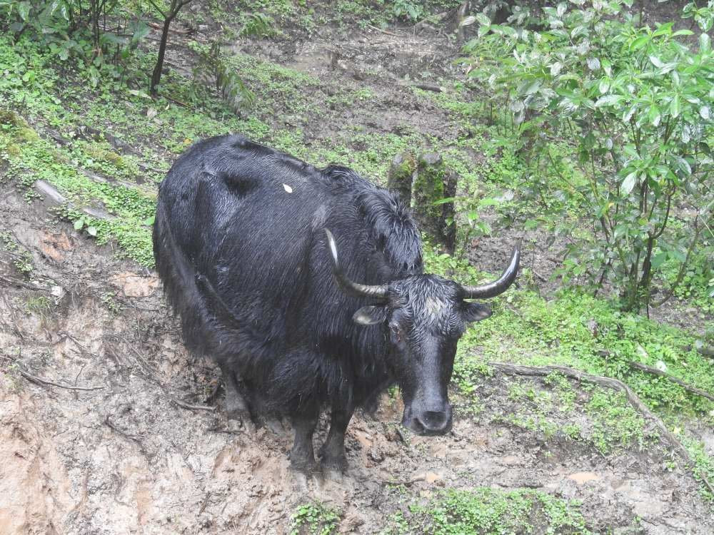 Himalayan Zoological Park景点图片