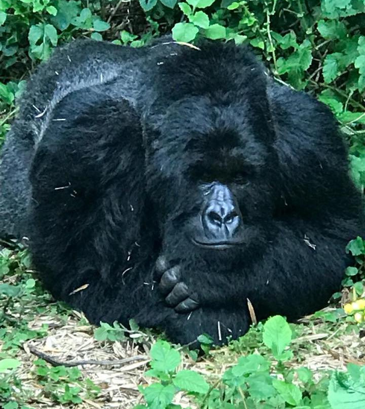 Mgahinga Gorilla National Park景点图片