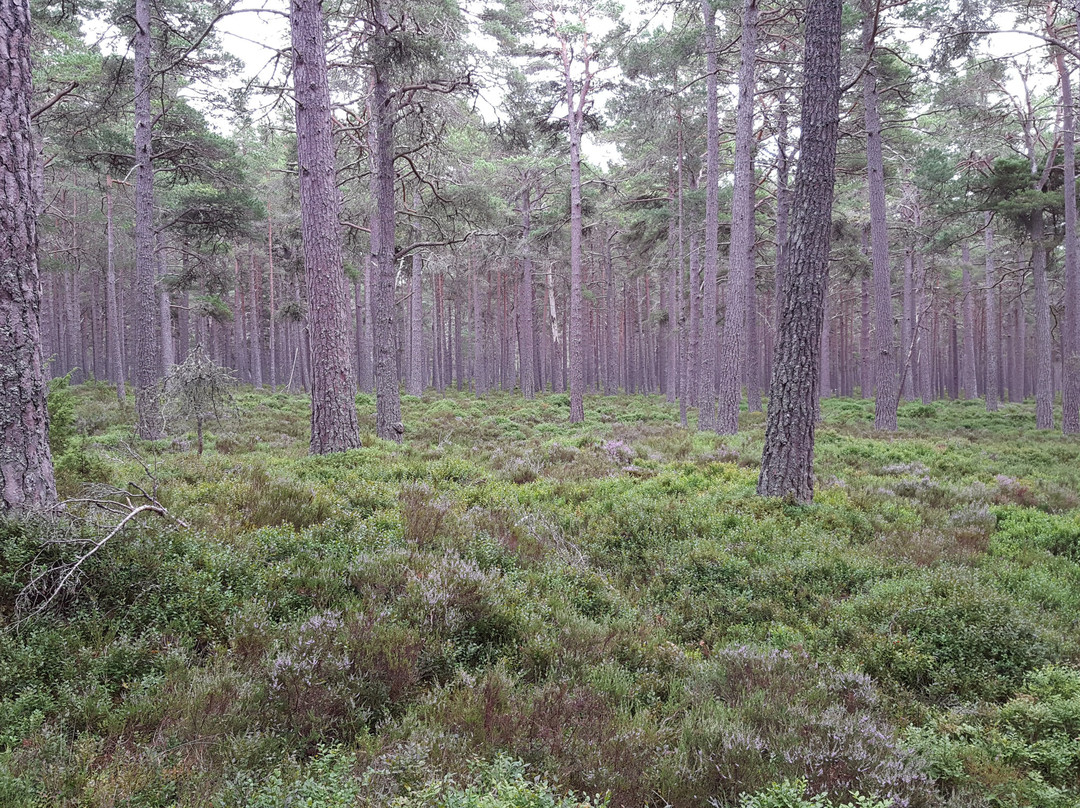Abernethy National Nature Reserve景点图片