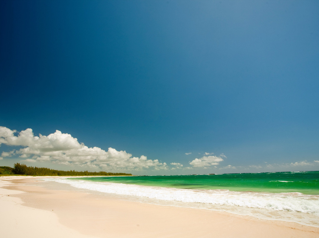 The Delphi Club主图