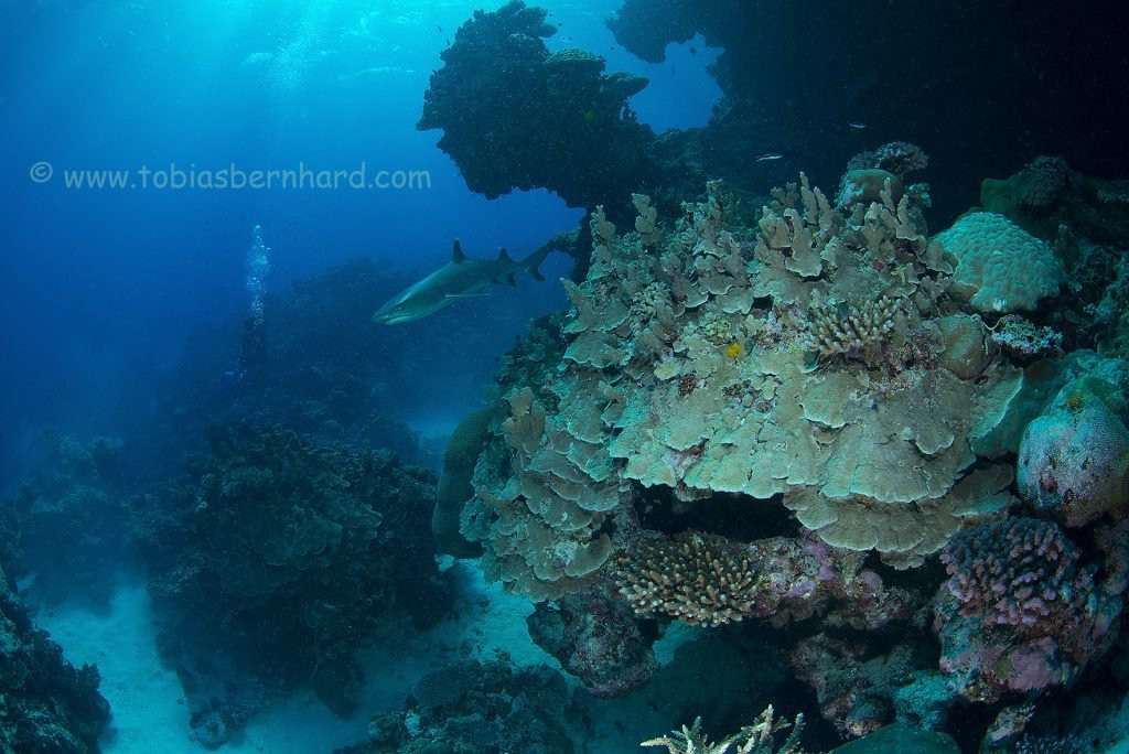 Dive Savusavu Fiji景点图片