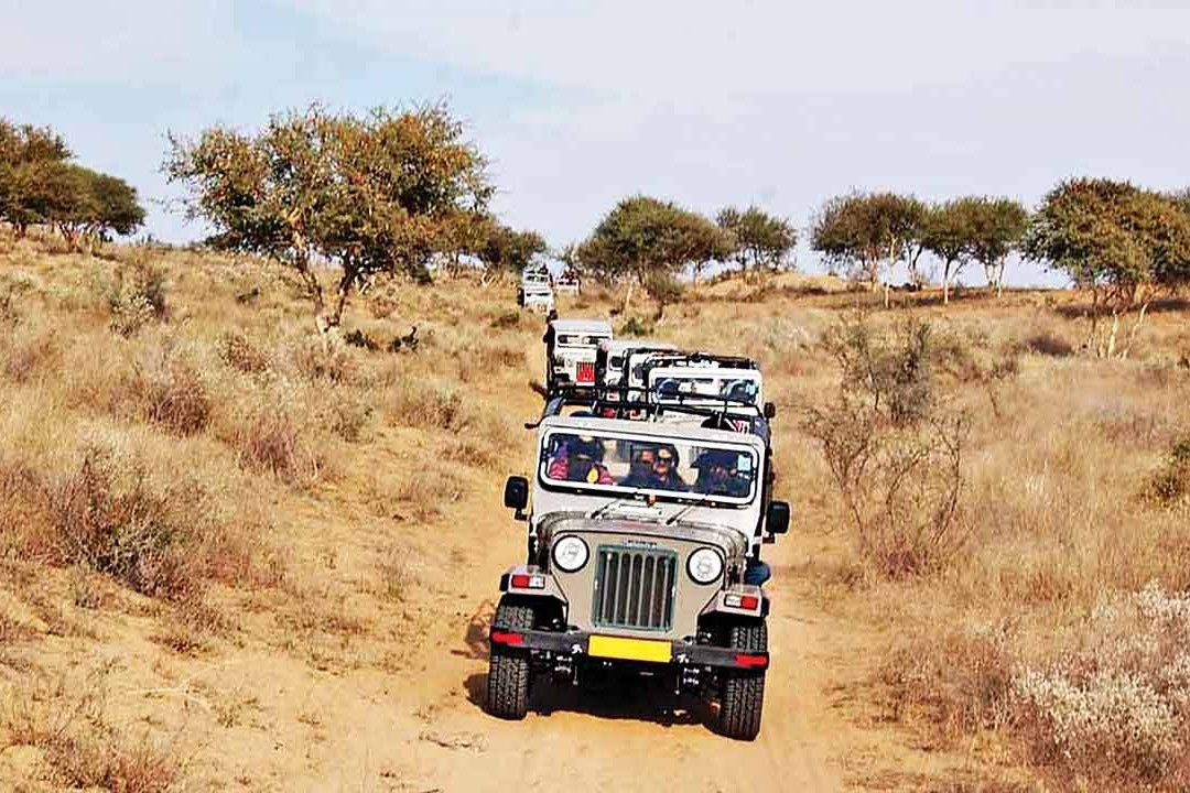 Bishnoi Village Safari Jodhpur景点图片