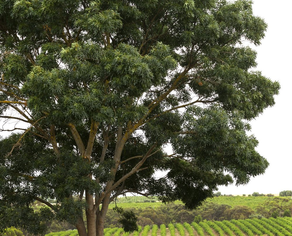 Zerella Wines景点图片