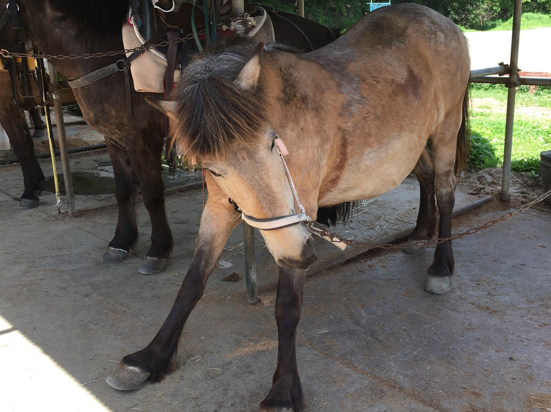 Koyodai Kiso Horse Ranch景点图片