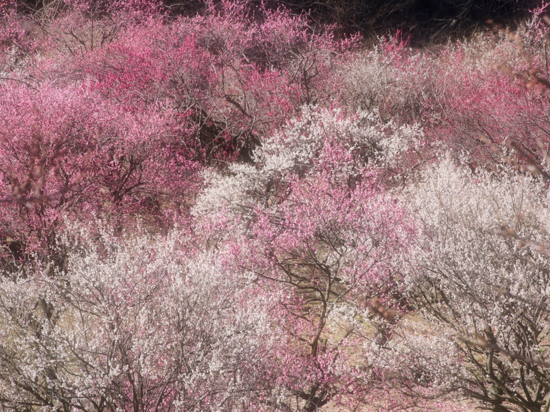 Shikishima Sogo Park景点图片