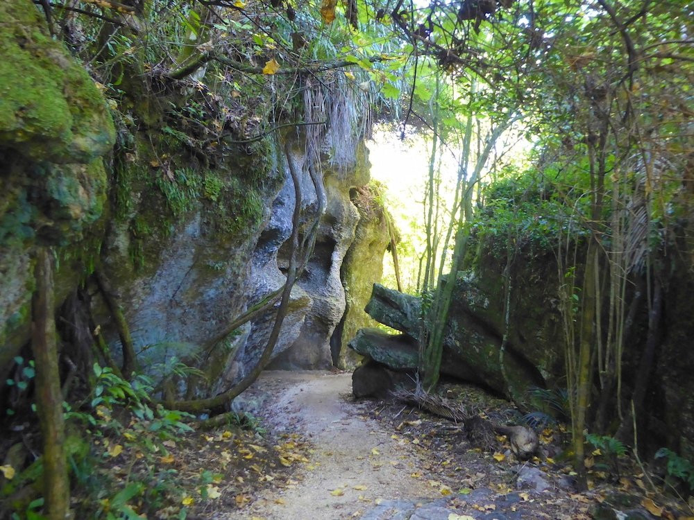 The Grove Scenic Reserve景点图片