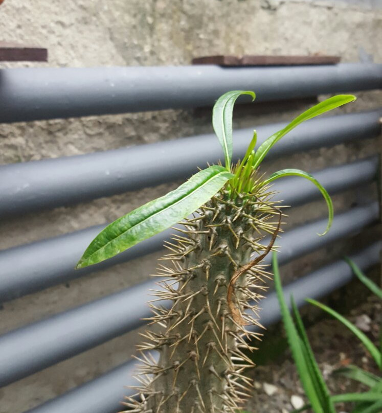 Palmenhaus Konstanz-康士坦茨必去景点