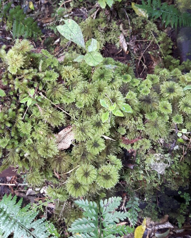 Rimu Walk