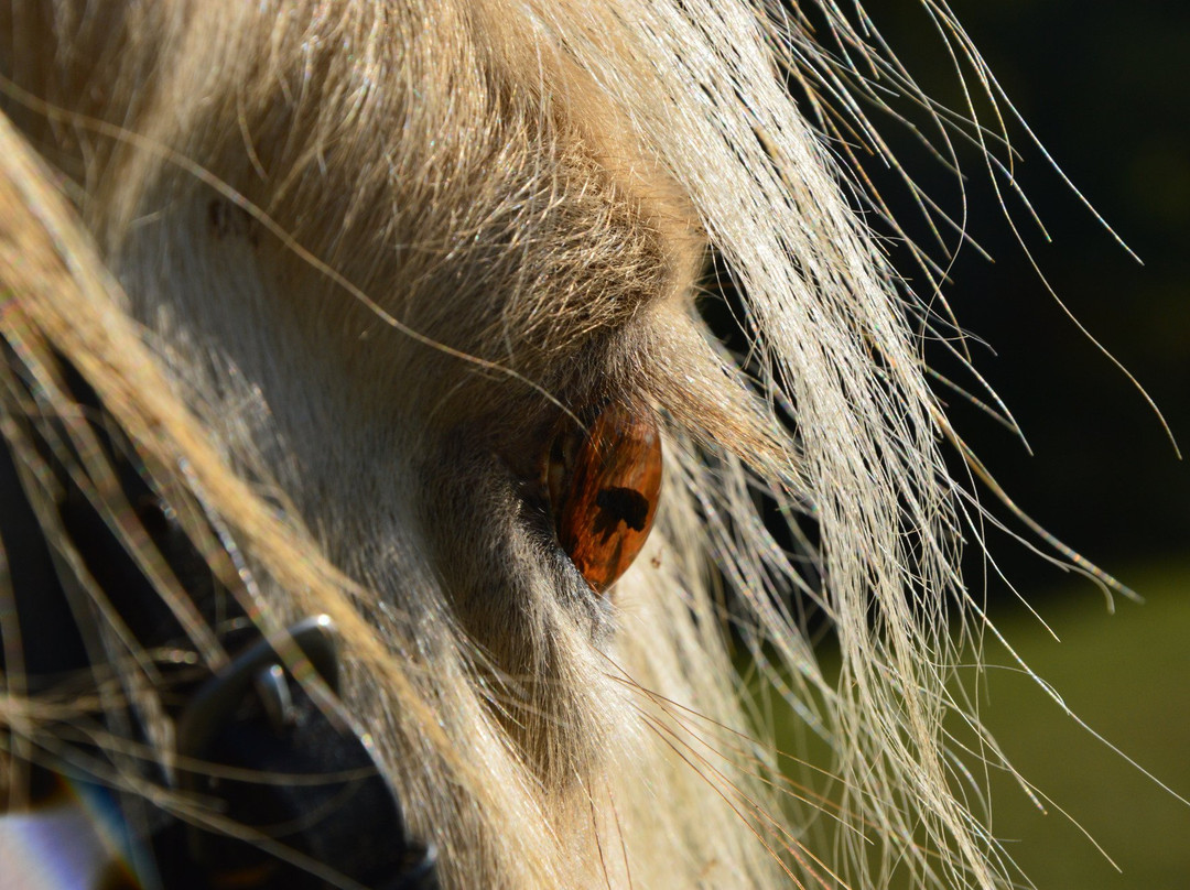 Ferme Equestre de la Gresigne景点图片