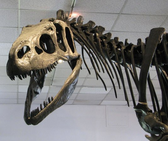 BYU Museum of Paleontology景点图片