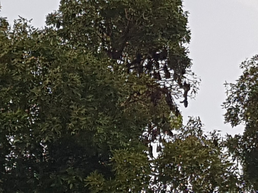 Old Colonial Governers Mansion and Bat Colony-磅同必去景点