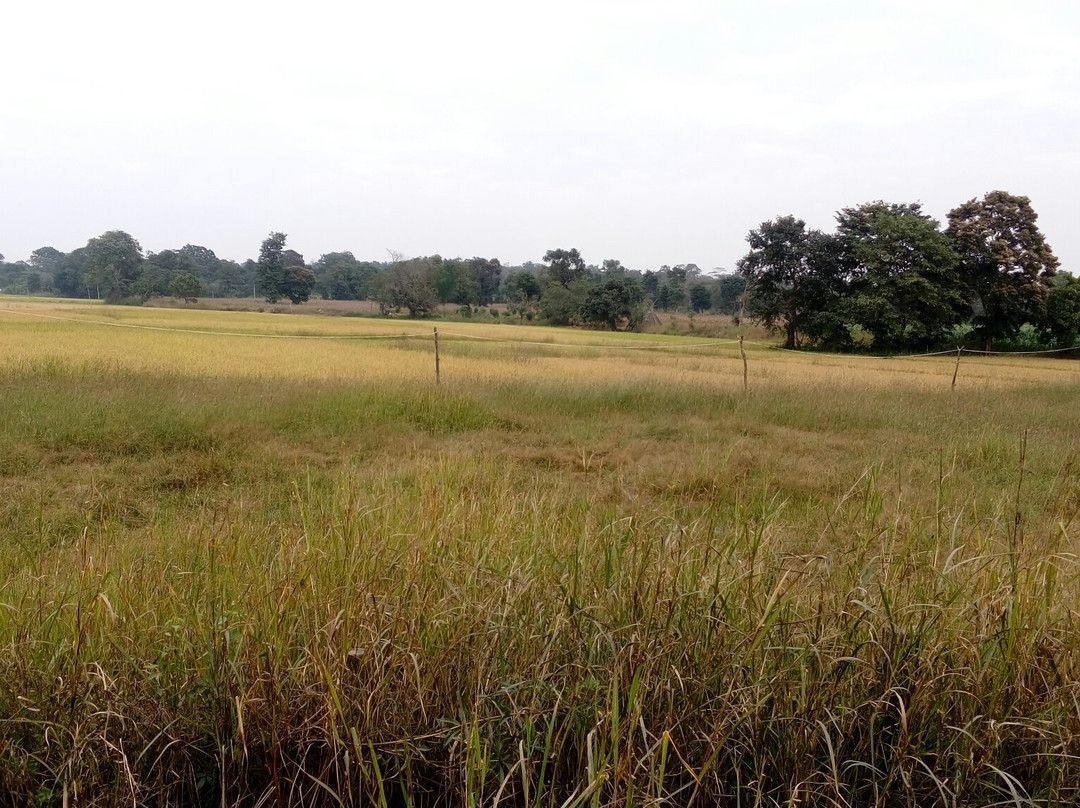 Gudavi Bird Sanctuary景点图片