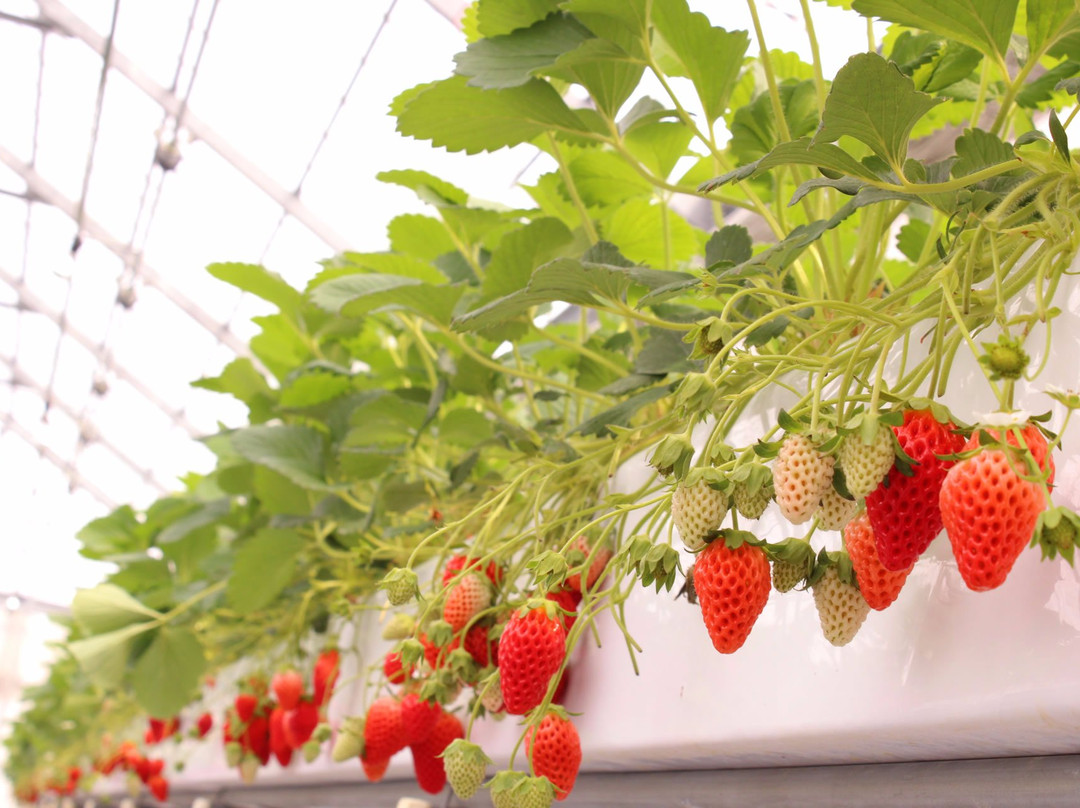 GrandBerry-八尾市必去景点