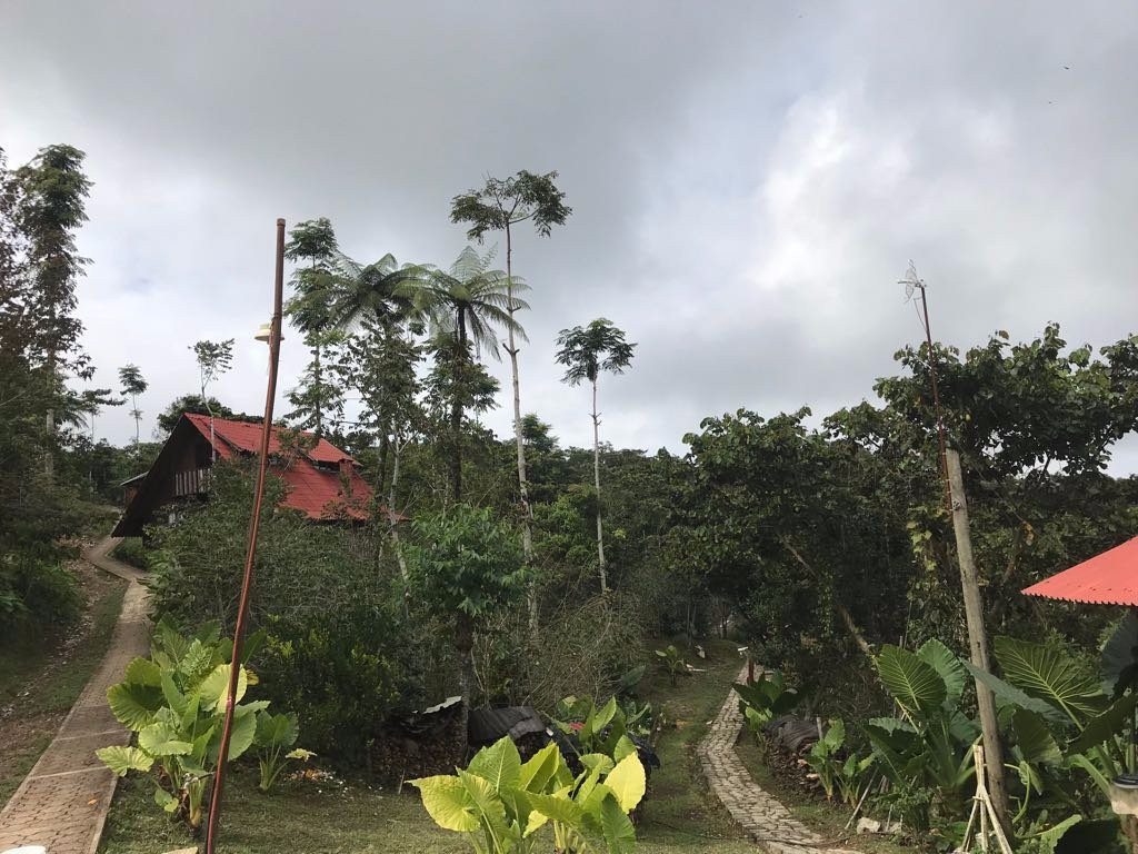 Cabanas Los Cedros主图