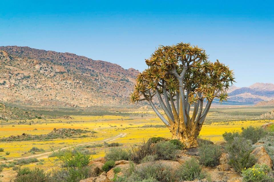 Namaqua National Park景点图片