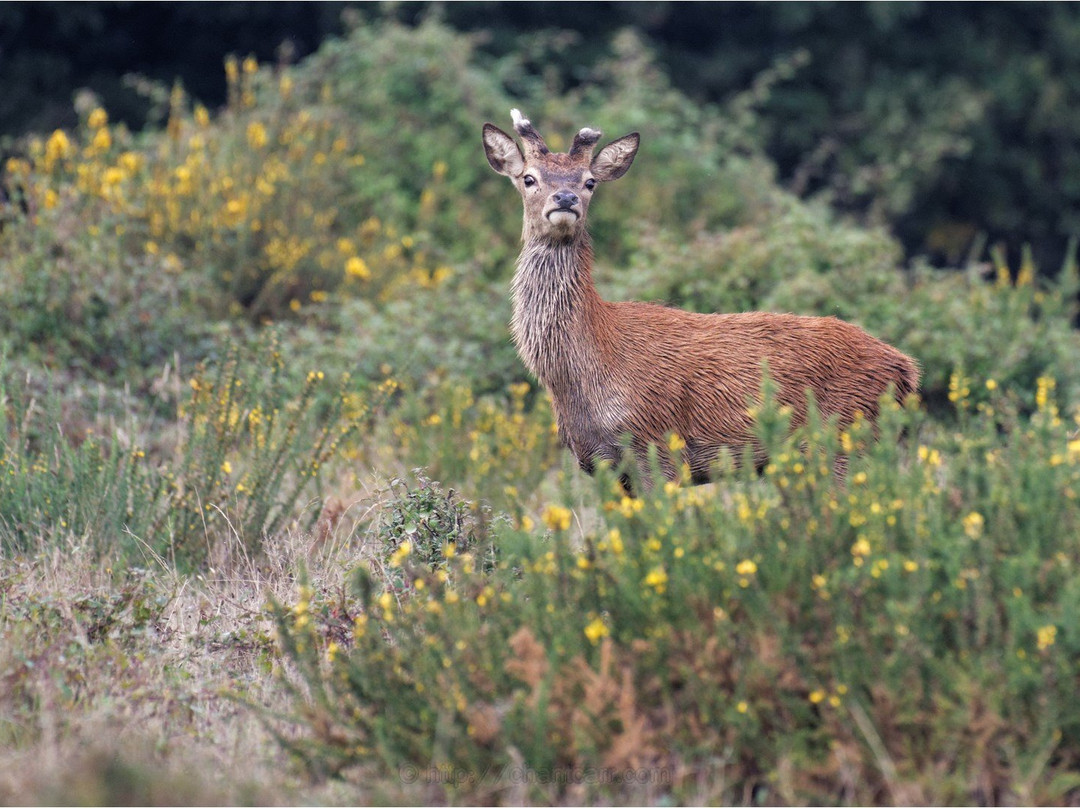 Safari Parc de Haute-Saintonge景点图片