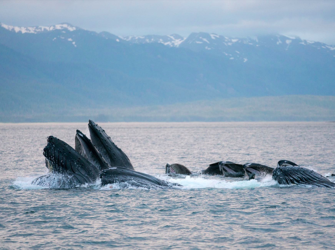 Juneau Tours & Whale Watch-朱诺必去景点