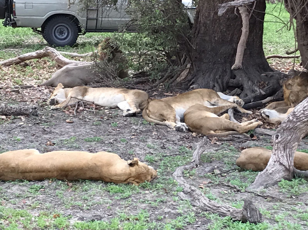 Sima Safari Limited-桑给巴尔市必去景点