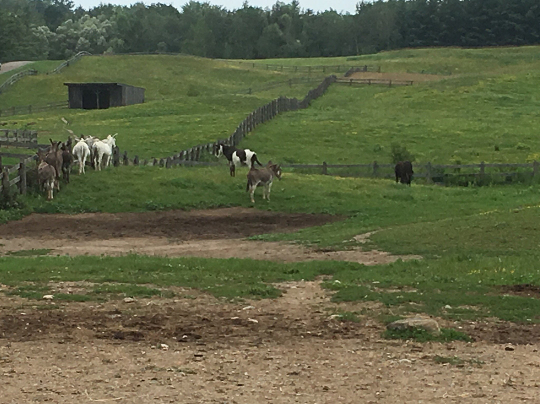 Donkey Sanctuary Of Canada景点图片