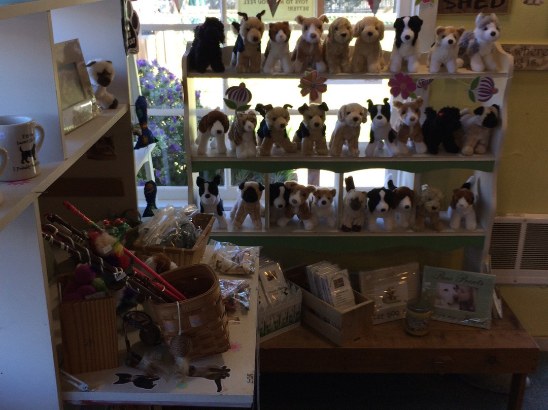 Puppy Love by the Sea-坎农比奇必去景点