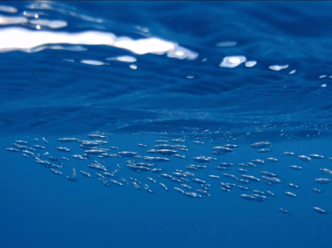 Freediving Lanzarote-卡拉罗港口必去景点