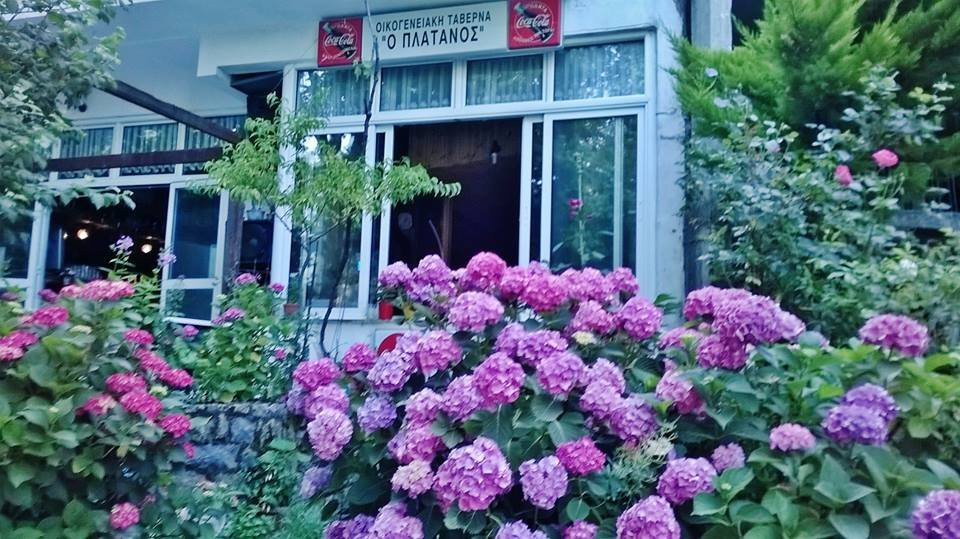 Seta餐馆和美食-Oikogeniaki Taverna O Platanos