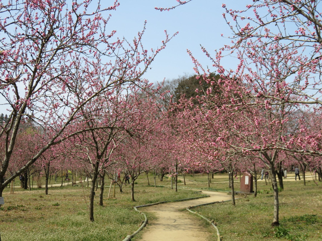 Koga Peach Matsuri-古河市必去景点