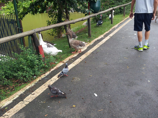 Parque Dionisio Alvares Mateos-Osasco必去景点