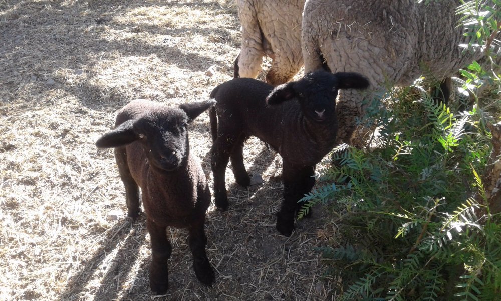 ElquiTerra Casa de Campo-官方