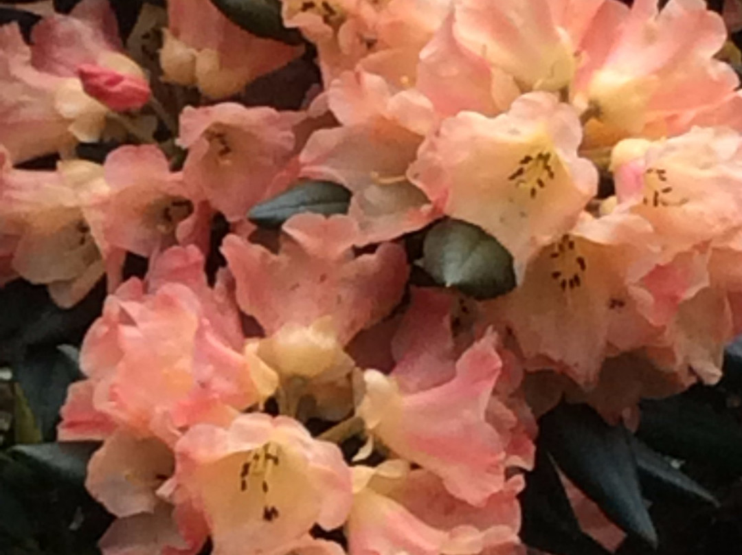 Cross Hills Gardens景点图片
